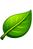 leaf-icon